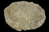 Silurain Fossil Sponge (Astraeospongia) - Tennessee #174240-1